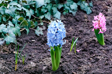 beautiful blooming blue and pink hyacinths in the spring evening city flower bed near the house. background for designer, artist, screensaver, desktop, wallpaper. close-up