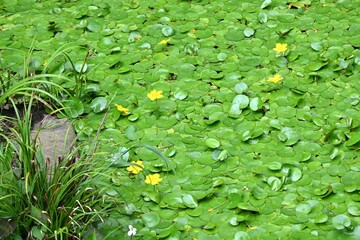 Fringed water lily (Nymphoides peltata) flowers. Menyanthaceae perennial plants. A floating-leaved plant that grows in rivers and ponds, it blooms with five-petaled yellow flowers from summer to autum