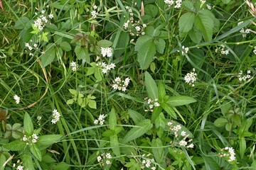 Fragrant false garlic (Nothoscordum gracile) flowers. Amaryllidaceae evergreen perennial bulbous plants. A weed that grows on roadsides, etc., it blooms with six-petaled white flowers in early summer.