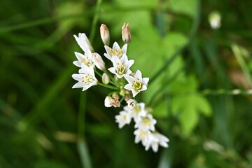 Fragrant false garlic (Nothoscordum gracile) flowers. Amaryllidaceae evergreen perennial bulbous plants. A weed that grows on roadsides, etc., it blooms with six-petaled white flowers in early summer.