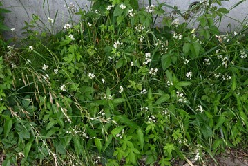Obraz premium Fragrant false garlic (Nothoscordum gracile) flowers. Amaryllidaceae evergreen perennial bulbous plants. A weed that grows on roadsides, etc., it blooms with six-petaled white flowers in early summer.