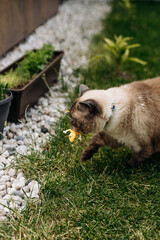 Adorable Scottish Straight Chocolate Point Cat Enthusiastically Captures a Lizard in Vibrant Garden