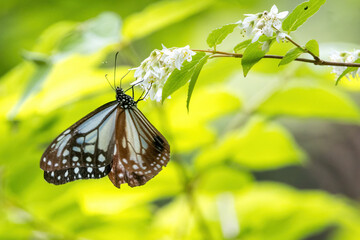 ウツギの花の蜜を吸うアサギマダラ