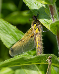 Four spot dragonfly on a green leaf