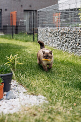 Adorable Scottish Straight Chocolate Point Cat Enthusiastically Captures a Lizard in Vibrant Garden