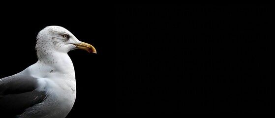 Seagull, a coastal bird with a distinctive white plumage and sharp beak, observing the natural rhythms of the sea