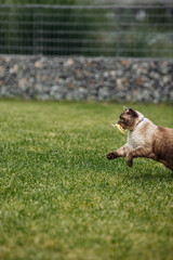 Adorable Scottish Straight Chocolate Point Cat Enthusiastically Captures a Lizard in Vibrant Garden