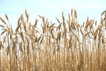 Wheat cultivation. Wheat is one of the three major cereal grains in the world, and is milled to produce flour, which is used as an ingredient in bread, noodles, sweets, and more.