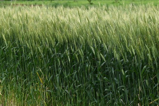 Wheat cultivation. Wheat is one of the three major cereal grains in the world, and is milled to produce flour, which is used as an ingredient in bread, noodles, sweets, and more.