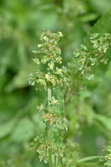 Rumex japonicus (Japanese dock) Achenes. Polygonaceae perennial plants. Achenes form after flowering in early summer. Young shoots are used as food and have medicinal properties.
