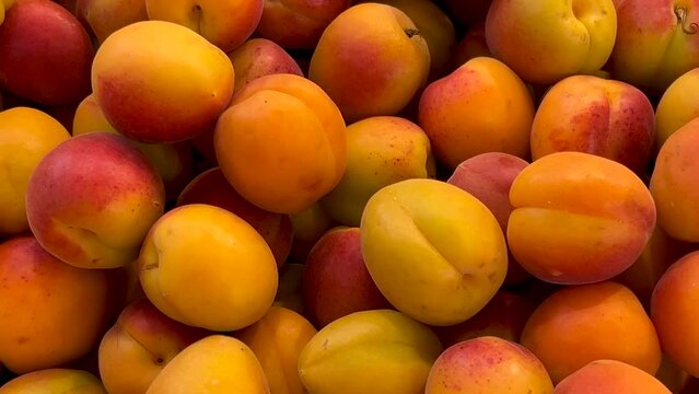 Ripe apricots in top view, tracking shot on yellow apricots displayed on fruit stand