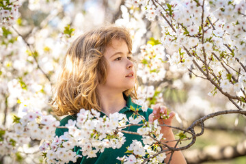 Fototapeta premium Kid playing under blooming cherry tree. Child in spring garden. Kid boy play in Blooming cherry garden on spring day. Happy child during spring blossom. Child near blossoming tree in spring park.