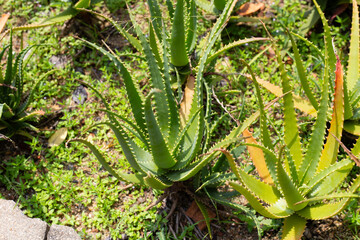 Obraz premium Aloe Vera plant fresh green leaves