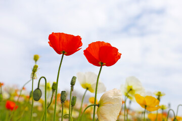 Beautiful poppy flower garden. The Expo 70 Commemorative Park, Osaka, Japan