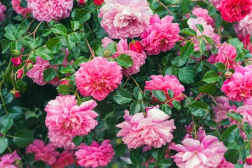 Fotobehang Fluor Roze Beautiful blooming rose bush with pink flowers in garden or park, outdoor in sunny day. Breeding and growing roses, gardening, landscape design  © katyamaximenko