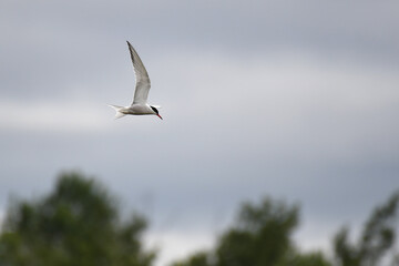 Caspian Tern in flight
