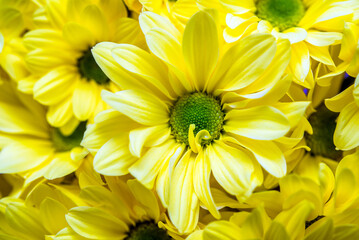 Yellow chrysanthemums taken in close-up
