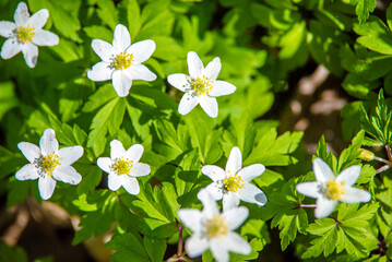 White snowdrops on a forest glade
