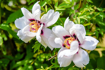 white rosehip on a green natural background
