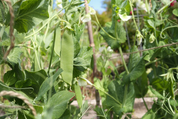 Snap pea pod in front of defocused plant foliage. Overgrown pea plant with string and bamboo support trellis. Sugar Pea, Snap Pea or Pisum sativum var plant. Selective focus on pod.