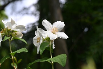 Satsuma mock orange (Philadelphus Satsumi) flowers. Hydrangeaceae deciduous shrub. Four-petaled white flowers bloom at the ends of the branches from May to June.