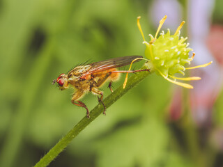 Common Yellow Dung Fly resting