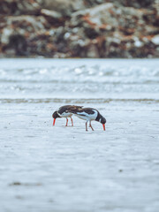 A pair of Oyster Catchers feeding at the low tide