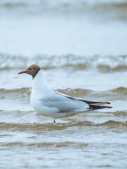 A black headed gull looking for food in the shallow waters