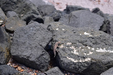 Close-up of a salamander in the sun on a black rock in Petrified Forest National Park