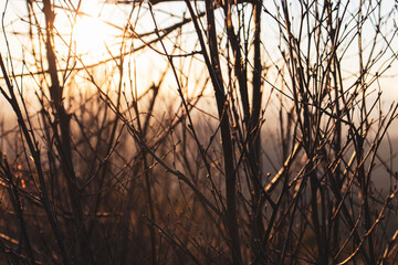 Obraz premium sunset on the threes