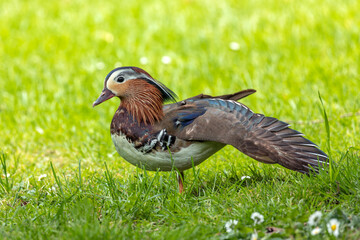 Male Mandarin Duck (Aix galericulata) - Commonly Found in East Asia, Introduced to Europe