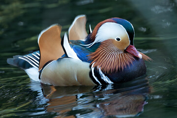 Male Mandarin Duck (Aix galericulata) - Commonly Found in East Asia, Introduced to Europe