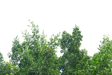 A Tropical tree with leaves branches on white isolated background for green foliage backdrop 