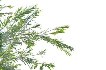 A tree with leaves branches on white isolated background for green foliage backdrop  © Oradige59