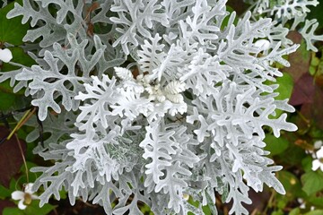 Dusty miller ( Senecio cineraria ) flowers. Asteraceae perennial plants.The white cilia on the leaves and stems shine silvery white. Flowering season is from May to July.