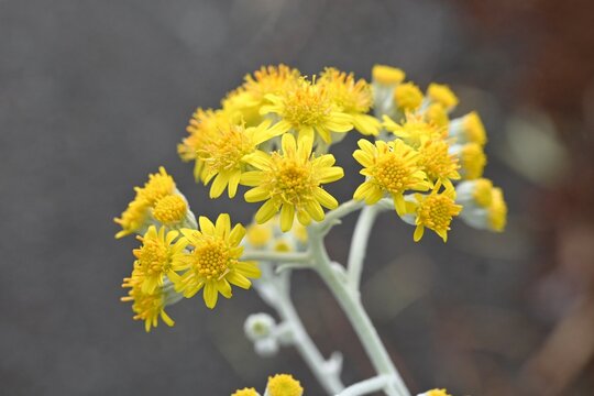 Dusty miller ( Senecio cineraria ) flowers. Asteraceae perennial plants.The white cilia on the leaves and stems shine silvery white. Flowering season is from May to July.