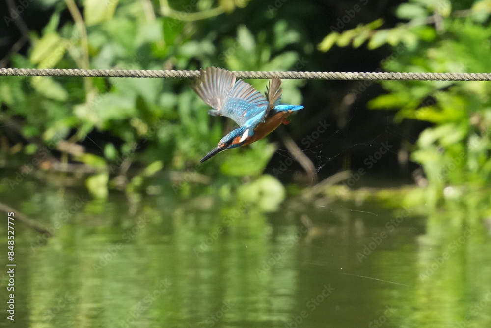 Wall mural common kingfisher in a field