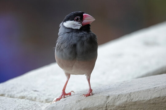 An adult Java sparrow is shown outdoors in a closeup view during the day, on Hawaii's Big Island.