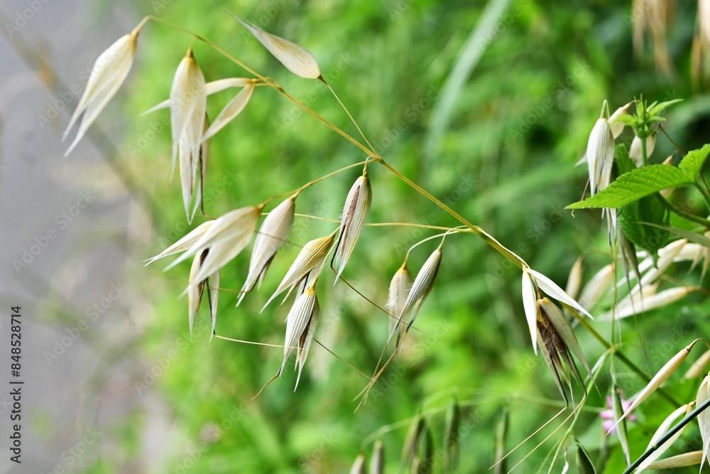 Sticker Wild oat (Avena fatua). Poaceae winter annual weed . A weed that grows in clusters along roadsides.