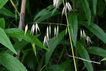 Wild oat (Avena fatua). Poaceae winter annual weed . A weed that grows in clusters along roadsides.