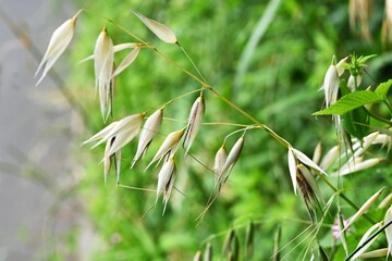Wild oat (Avena fatua). Poaceae winter annual weed . A weed that grows in clusters along roadsides.