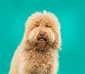 cute dog on an isolated background in a studio shot