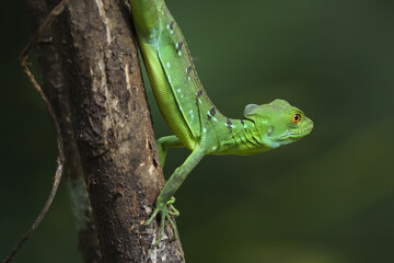 Green Lizard on Branch look around