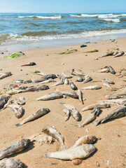 Beach Pollution Crisis. A poignant depiction of environmental crisis, featuring dead fish scattered on a sandy shore.