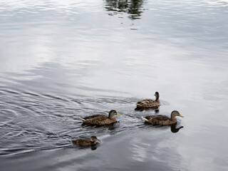 Duck family in water looking for food. Family task concept. Team work theme.