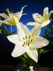 A vase of white lily flowers with blue hotspot and dark background . The flowers are in full bloom. The vase is clear and allows the light to shine through, creating a beautiful glow. Nature beauty