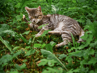 Grey color house cat cleaning his fine fur laying on green grass in a field. Cat in a wild nature environment.