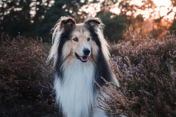 Sheltie Rüde sitzt zum Sonnenuntergang in der Heide