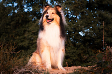 Sheltie Rüde sitzt zum Sonnenuntergang in der Heide