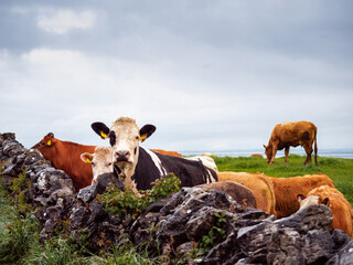 A cow is grazing in a field behind a stone wall. The wall is made of large rocks. The scene is...